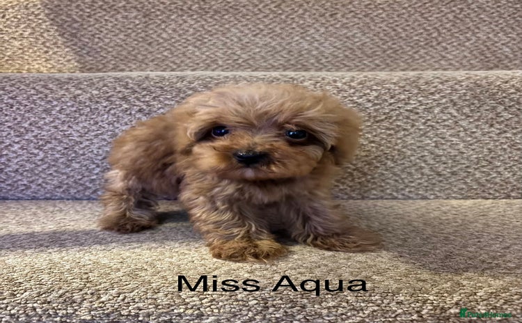 Cavapoo dogs - Advert 6