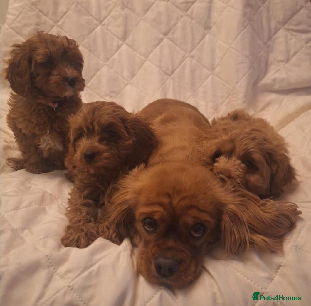 Cavapoo dogs Beautiful F1 Cavapoos - Advert 6