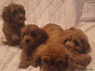Cavapoo dogs Beautiful F1 Cavapoos - Advert 1
