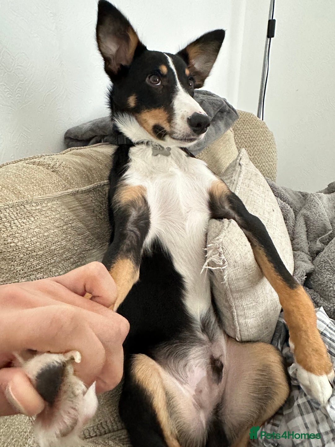 Border Collie dogs for sale: Tri Colour Smooth Fur Collie (MALE) For Sale - Advert 3