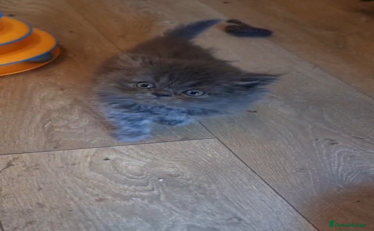 Persian cats - Advert 5