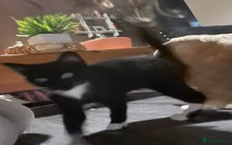 Maine Coon cats for sale: ! 12 week kitten for sale!  - Advert 6