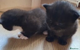 Mixed Breed cats for sale: Black/white Kittens x 2 - Image 1