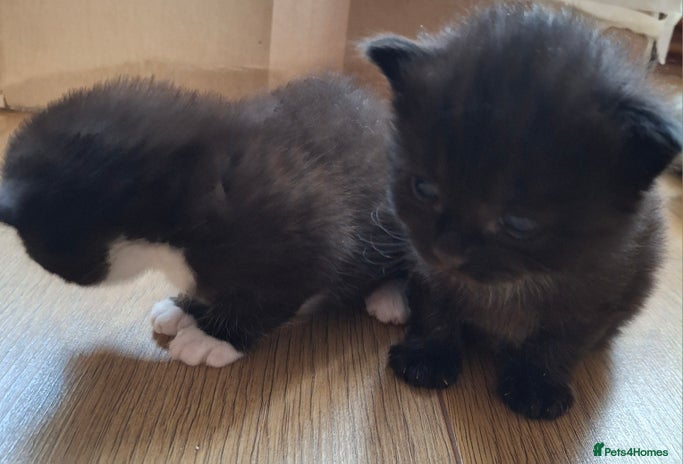 Mixed Breed cats - Advert 1