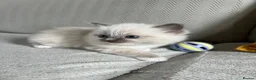 Ragdoll cats for sale: TICA REGISTERED RAGDOLL KITTENS  - Advert 16