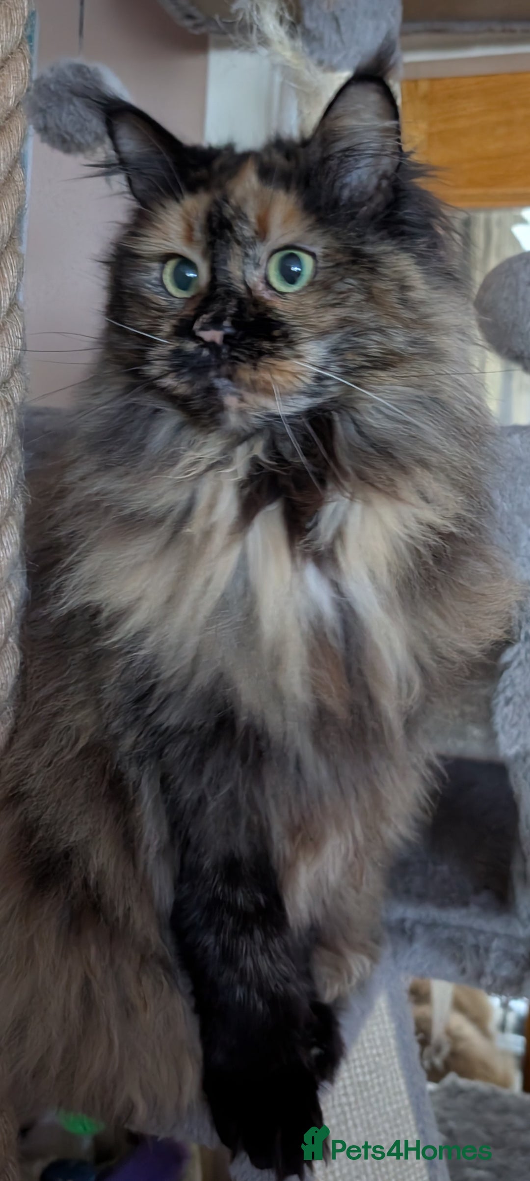 Maine Coon cats for sale: Gorgeous GCCF registered young female  - Advert 9