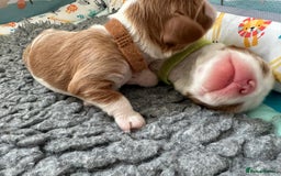 Cavalier King Charles Spaniel dogs for sale: Fully Health Tested Male CKCS Puppies - Image 21