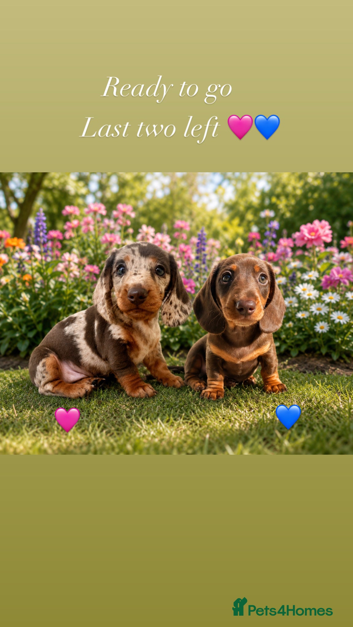 Miniature Dachshund dogs READY NOW MINI DACHSHUND SERIOUS BUYERS ONLY  - Advert 1