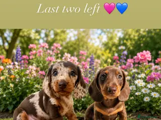 Miniature Dachshund dogs READY NOW MINI DACHSHUND SERIOUS BUYERS ONLY - Advert 1