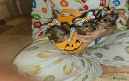 Yorkshire Terrier dogs for sale: Yorkshire terrier puppies  - Image 11