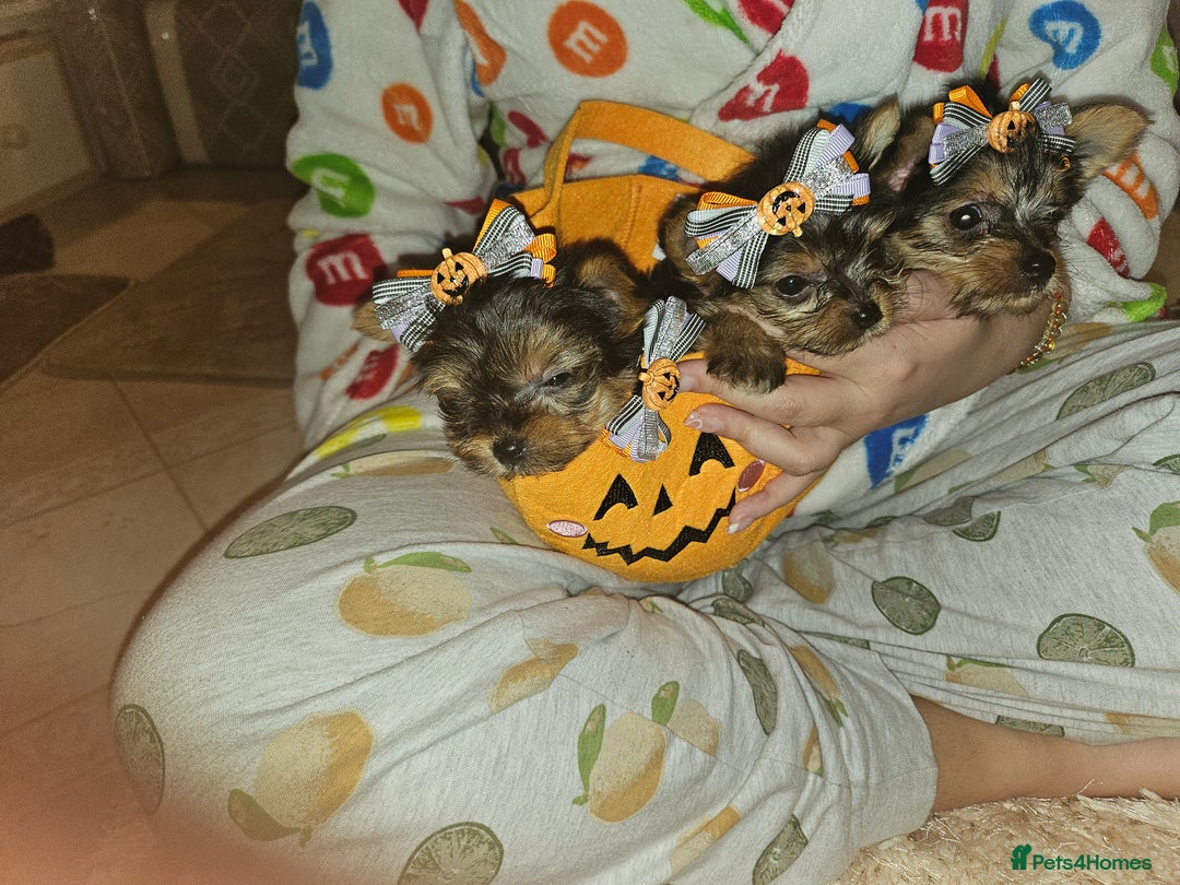 Yorkshire Terrier dogs for sale: Yorkshire terrier puppies  - Image 11