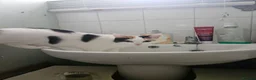 Mixed Breed cats for sale: 2 sisters a year old free in Northolt - Advert 5