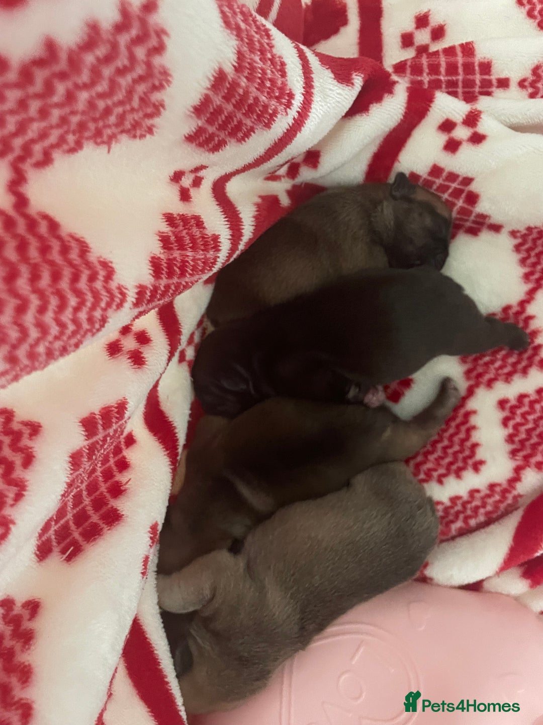 French Bulldog dogs for sale: French bull dog puppies  - Image 2