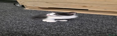 Domestic Shorthair 2