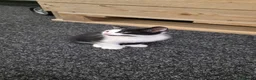 Domestic Shorthair cats for sale: 2 Stunning black and white tuxedo kittens - Advert 2