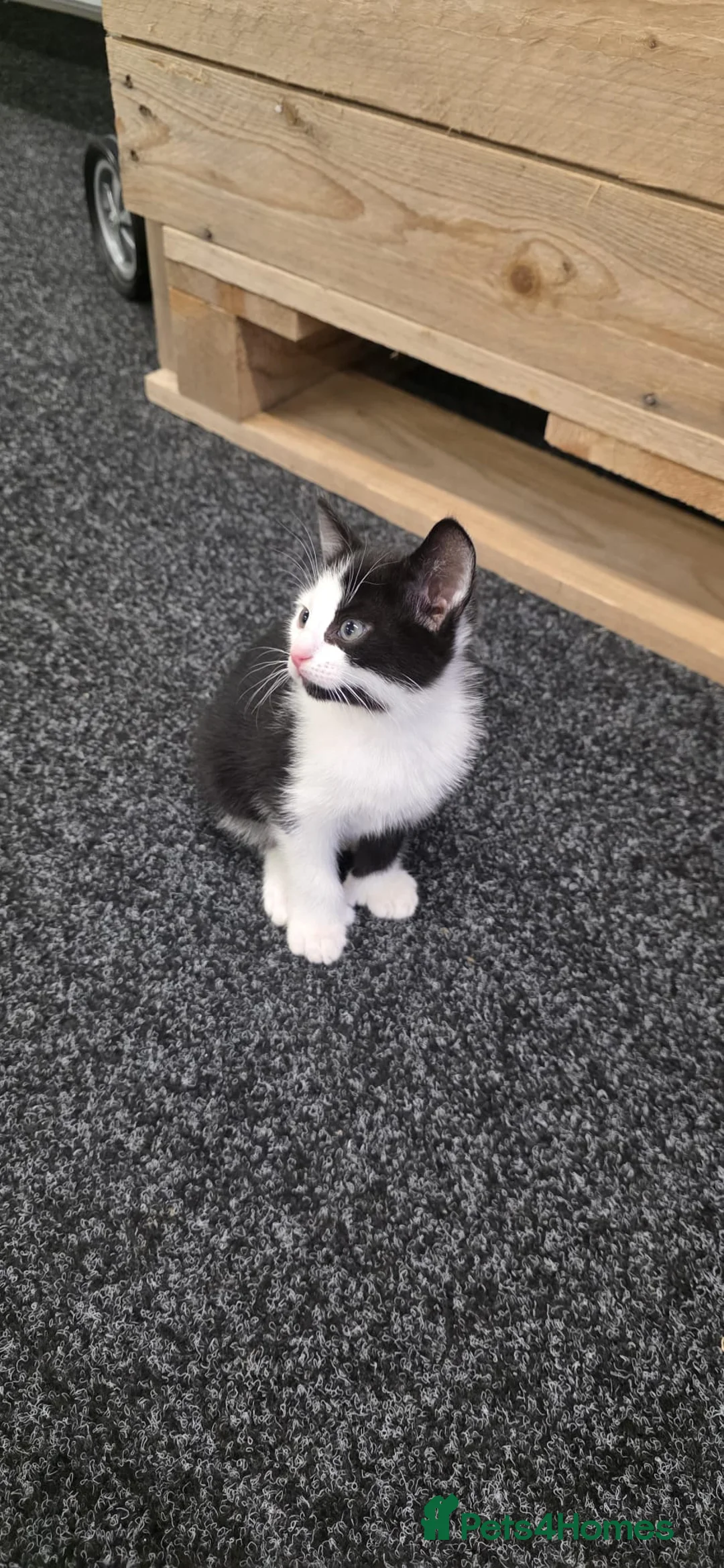 Domestic Shorthair cats for sale: 2 Stunning black and white tuxedo kittens - Advert 2