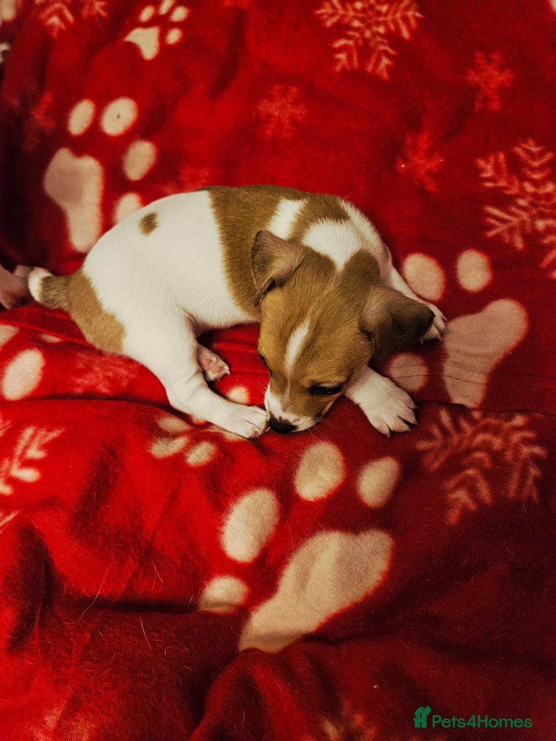 Jack Russell dogs for sale: LOVELY JACK RUSSELL PUPPIES FOR SALE. - Advert 28