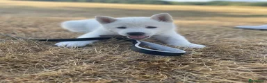 Japanese Akita Inu 1