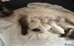 Ragdoll cats for sale: 6 adorable ragdoll kittens 🩷🩵 - Image 14