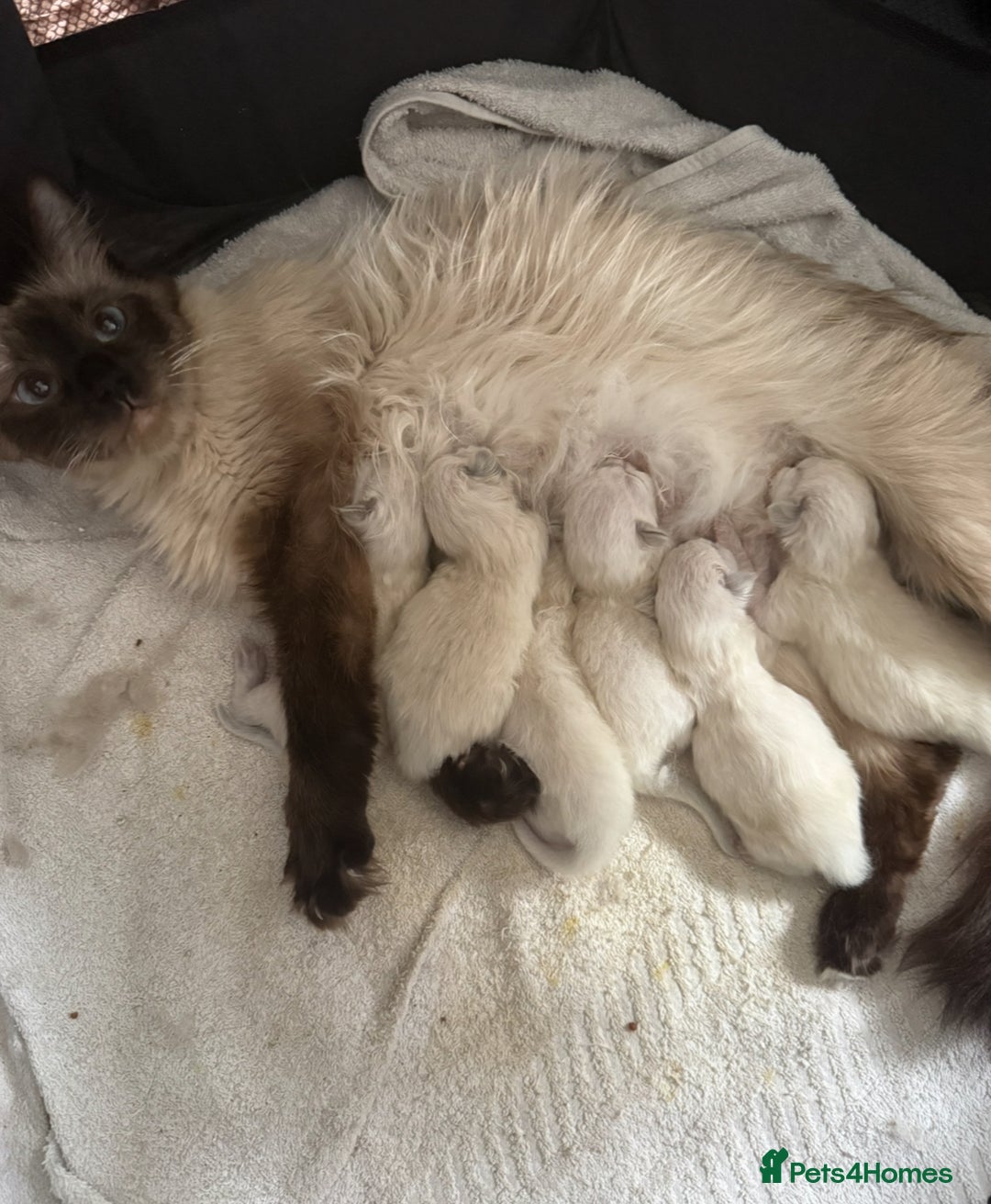 Ragdoll cats for sale: 6 adorable ragdoll kittens 🩷🩵 - Image 14
