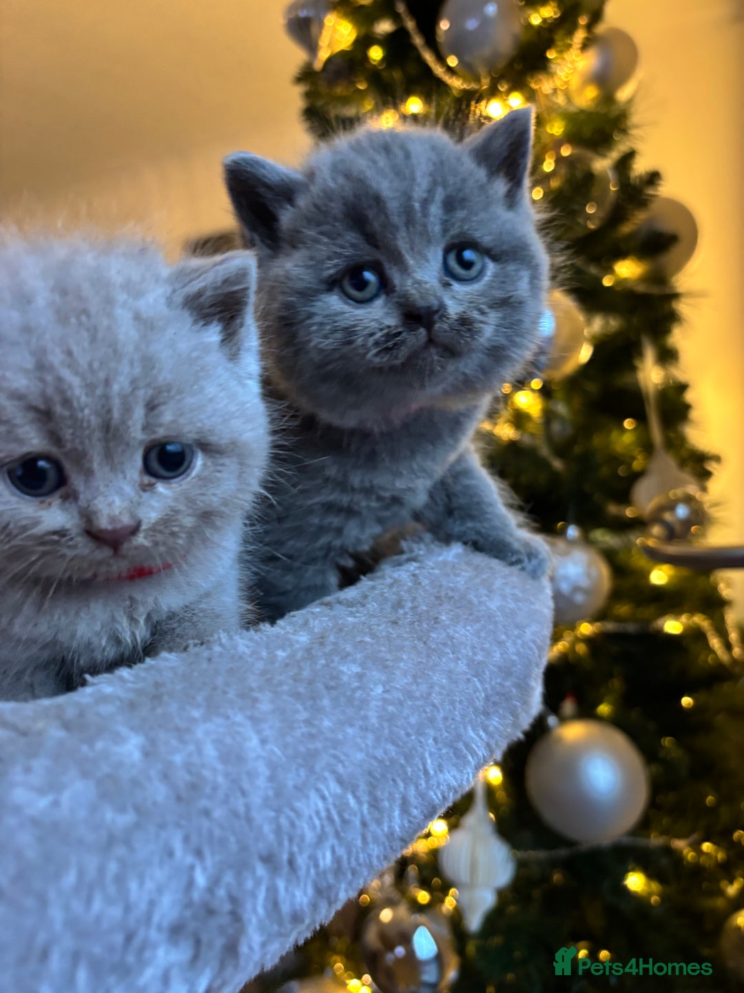 British Shorthair cats for sale: British Shorthair kittens  - Advert 22