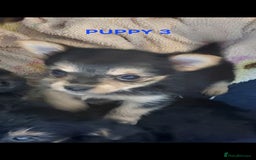 Yorkshire Terrier dogs for sale: YORKSHIRE TERRIER PUPPIES with OWN VET HEALTH CERT - Image 7