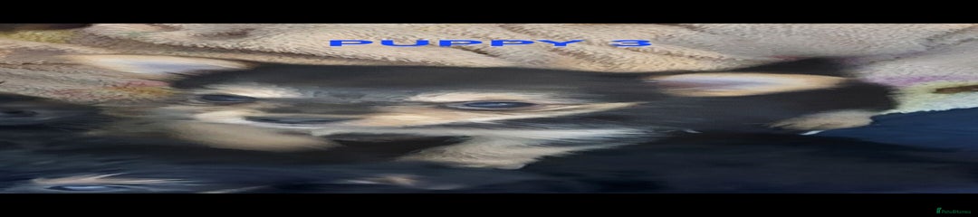 Yorkshire Terrier Puppy 3