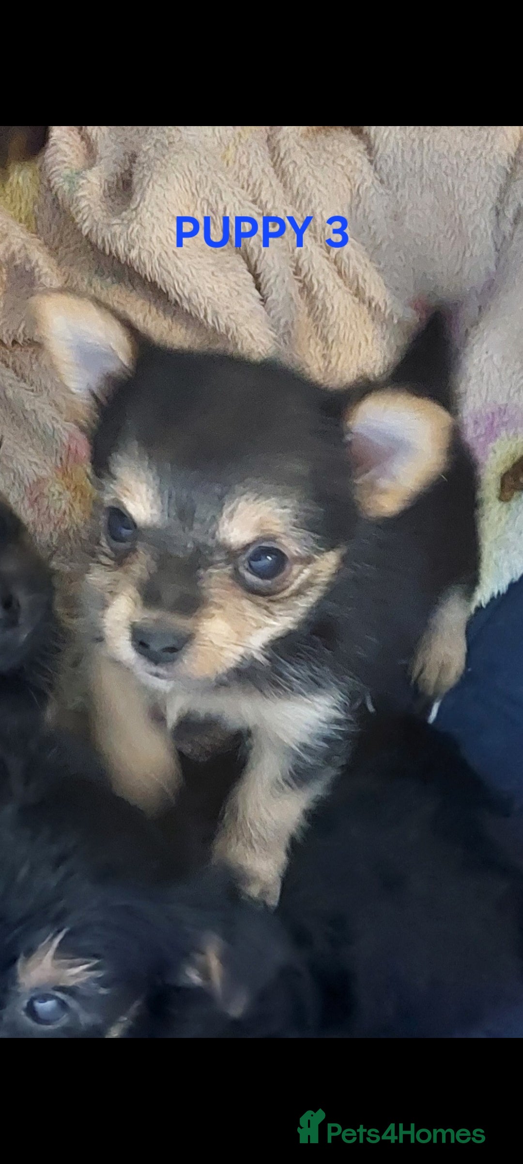 Yorkshire Terrier dogs for sale: YORKSHIRE TERRIER PUPPIES with OWN VET HEALTH CERT - Image 7