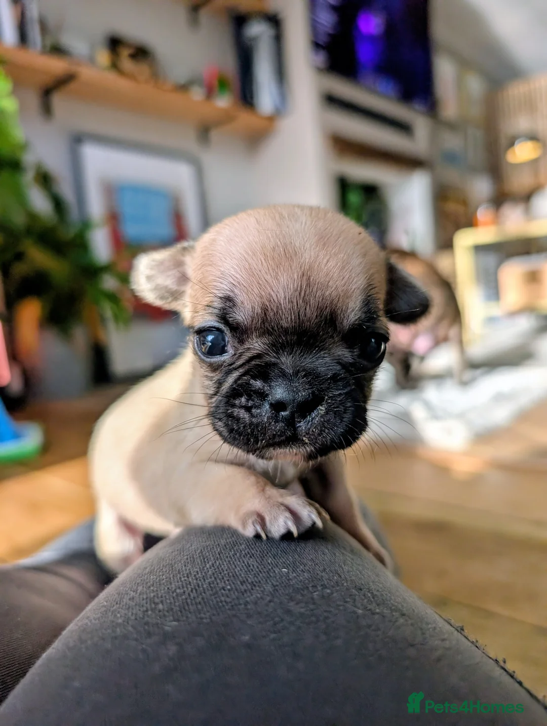 French Bulldog dogs for sale: *last one*Mixed (75%) French Bulldog Frenchie - Advert 13
