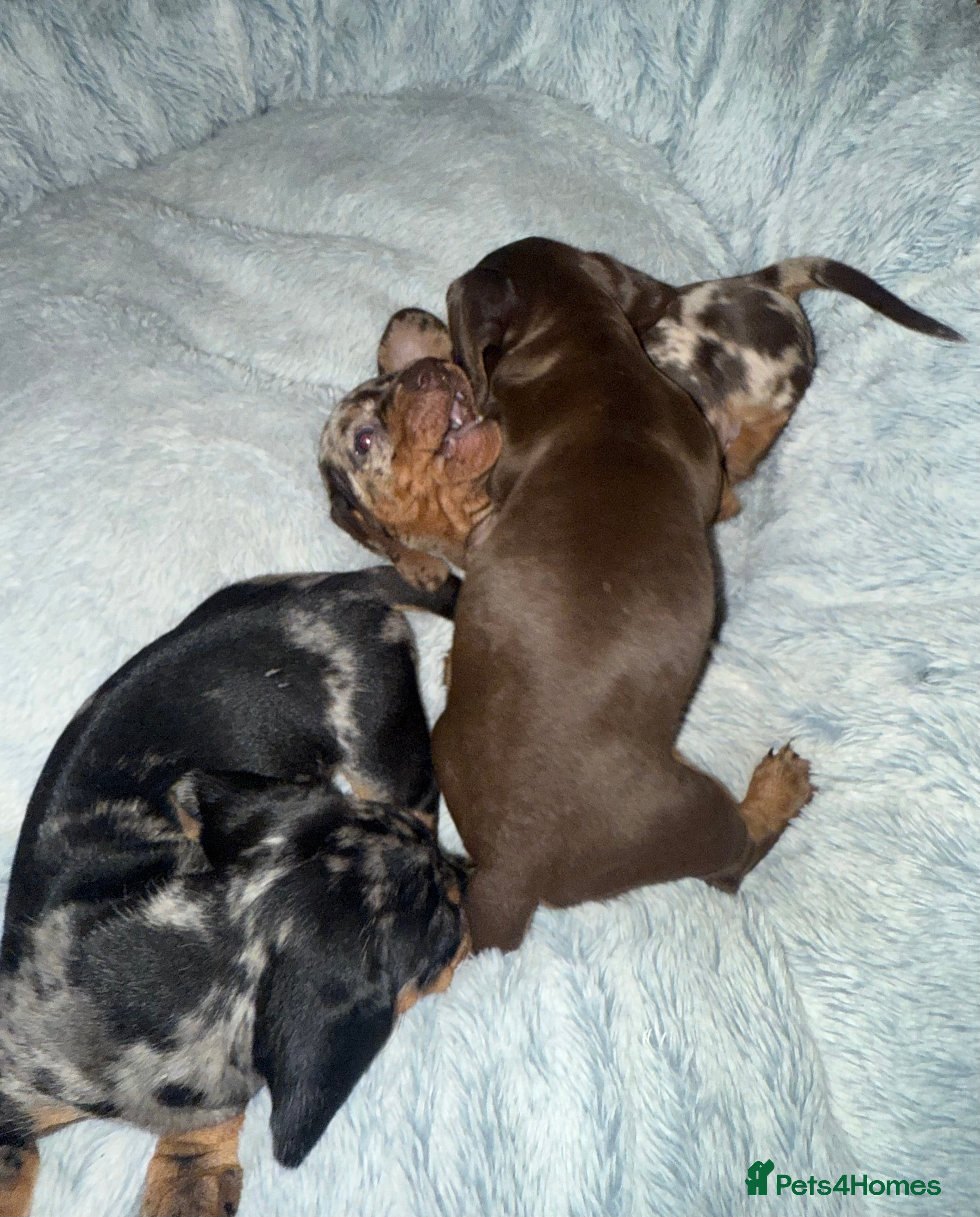 Miniature Dachshund dogs KC- Small Smooth Min Dachshund £1800  - Advert 3