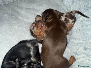 Miniature Dachshund dogs KC- XSmall Smooth Min Dachshund £1800 - Advert 1
