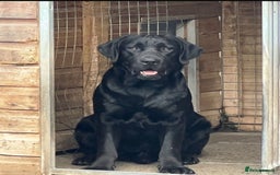 Labrador Retriever dogs for sale: Lovely Black Girl Available  - Image 6