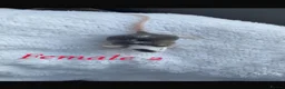 Mouse rodents for sale: Baby mice  - Advert 21