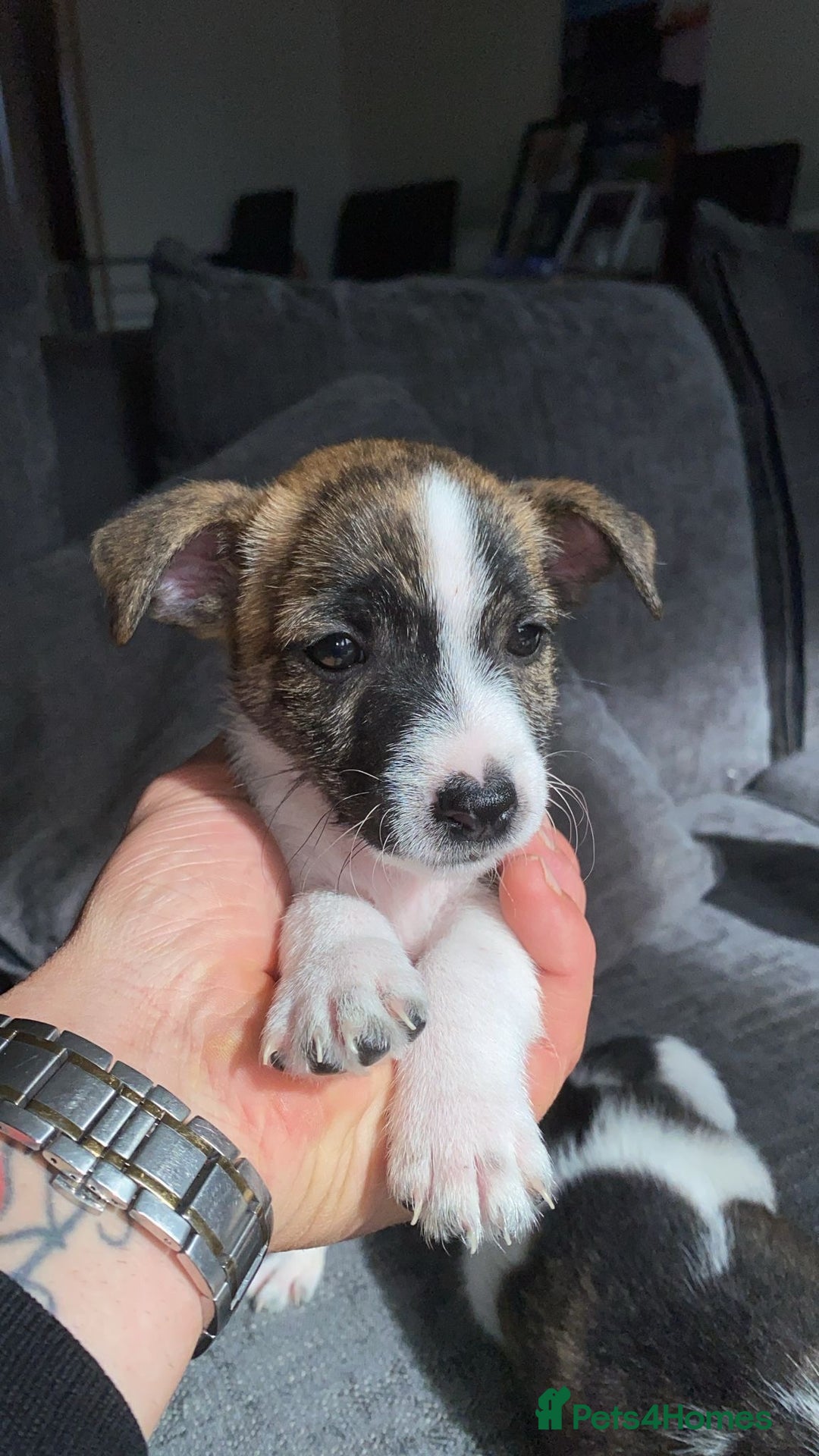 Jack Russell dogs for sale: Beautiful jack russle puppies - Image 25