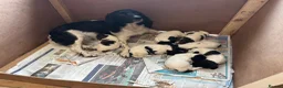 English Springer Spaniel dogs for sale: English springer spaniel puppies  - Advert 2