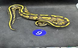 Python Snake reptiles for sale: Royal pythons from £20 - Image 3