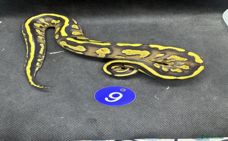 Python Snake reptiles - Advert 3