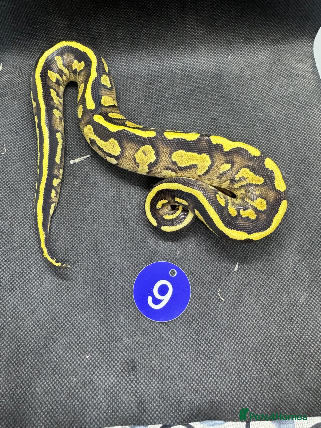 Python Snake reptiles for sale: Royal pythons from £20 - Image 3
