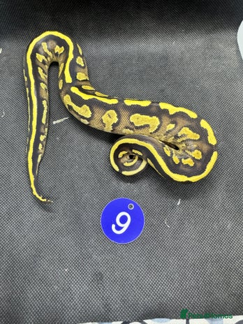 Python Snake reptiles - Advert 2