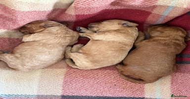 Toy Poodle dogs KC Registered Toy Poodles - Advert 5