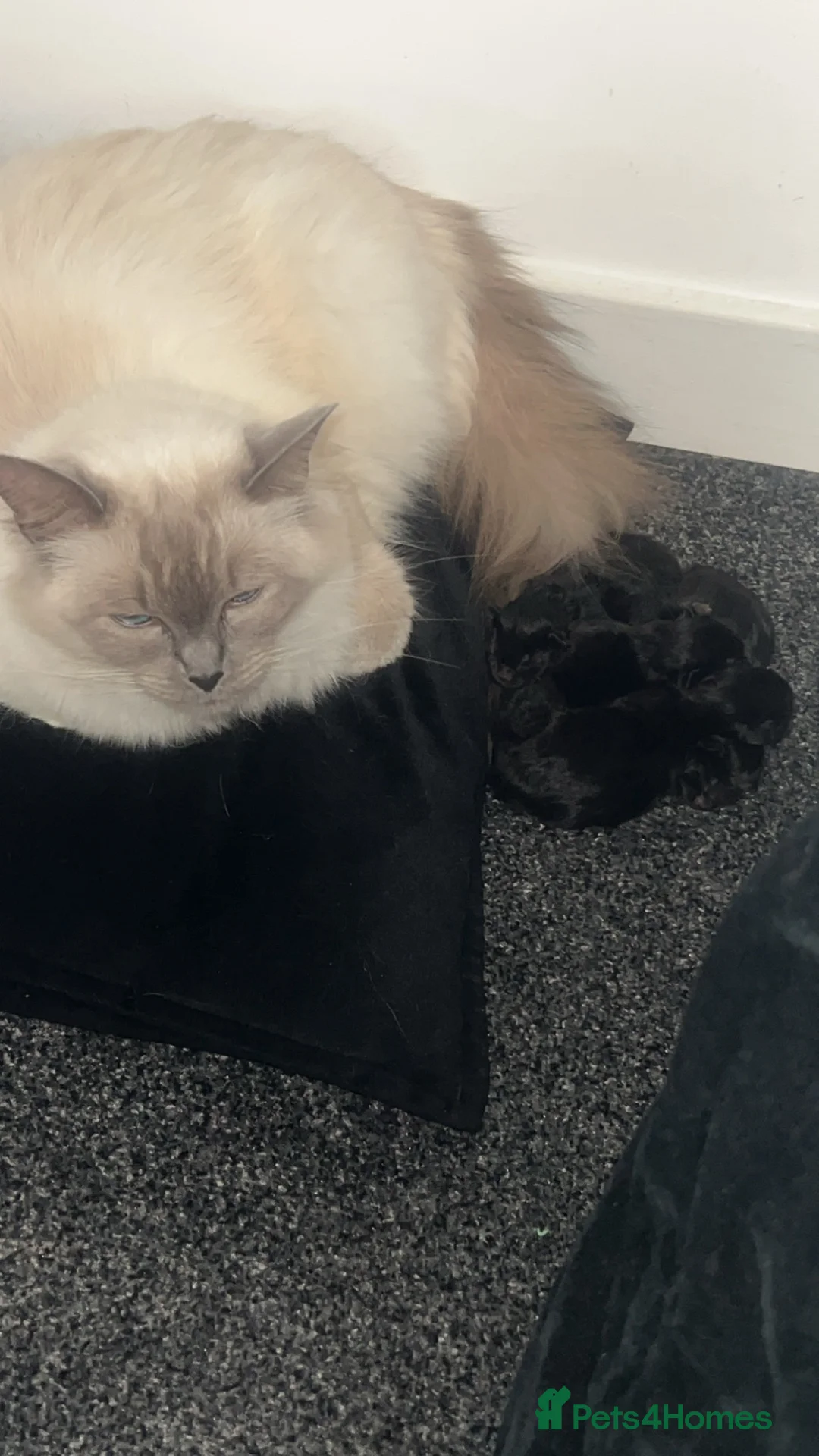 Ragdoll cats for sale: Gorgeous ragdoll kittens  in Livingston - Advert 2