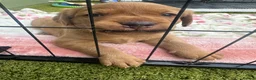 Labrador Retriever dogs for sale: KC Registered Fox Red Labrador Puppy - Advert 9