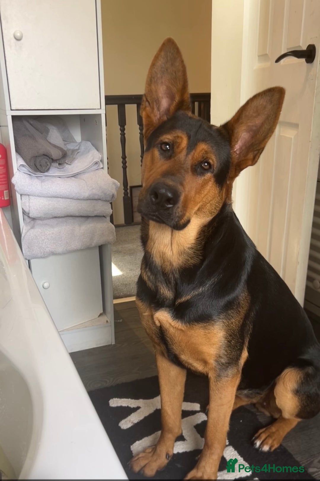 Mixed Breed dogs for sale: Gorgeous Chinese red dog cross  - Image 2