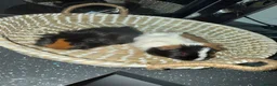 Guinea Pig rodents for sale: Beautiful guinea pigs - Advert 1