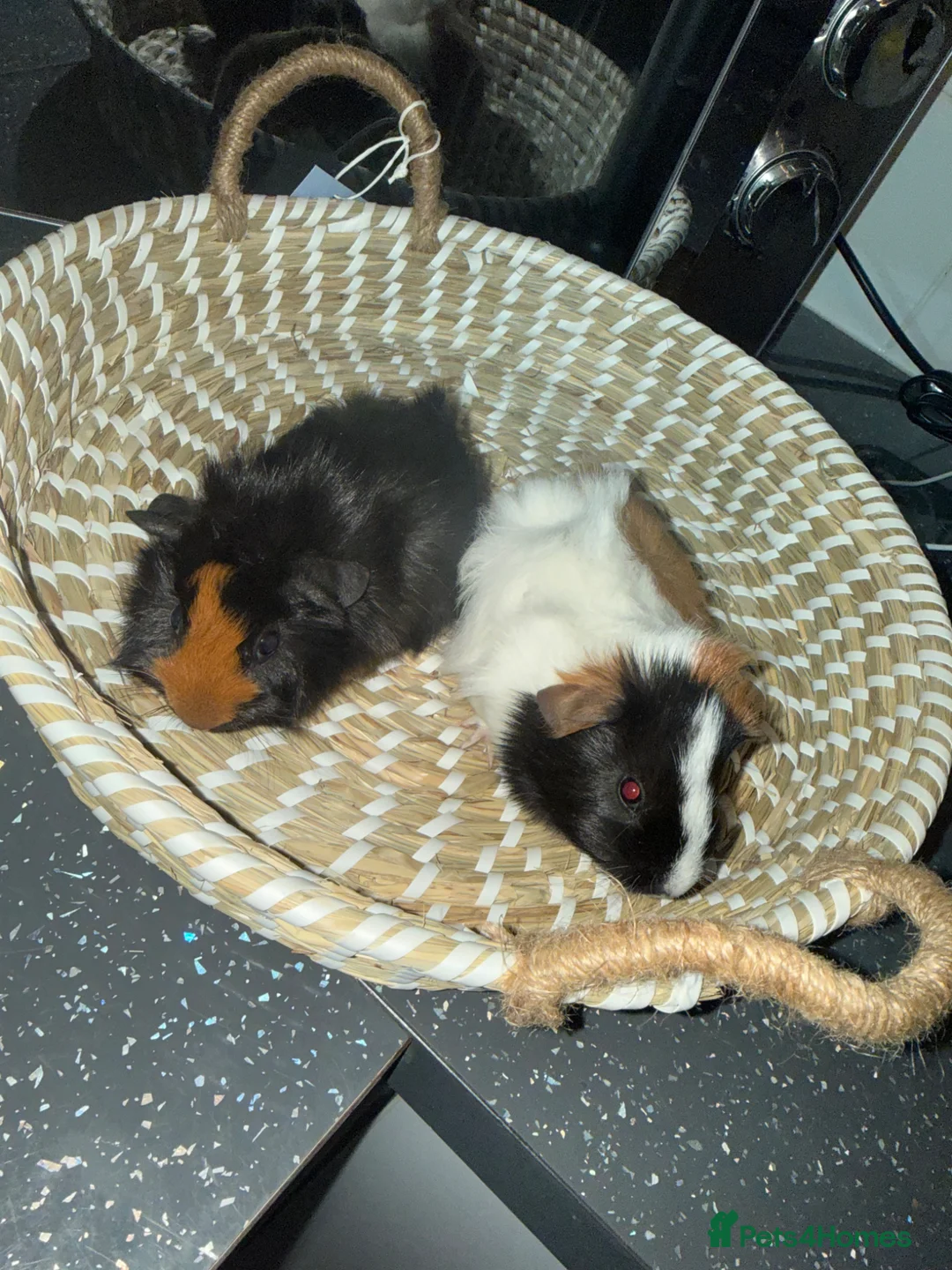 Guinea Pig rodents for sale: Beautiful guinea pigs - Advert 1
