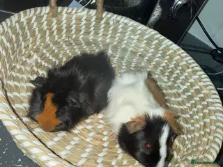 Guinea Pig rodents Beautiful guinea pigs - Advert 8