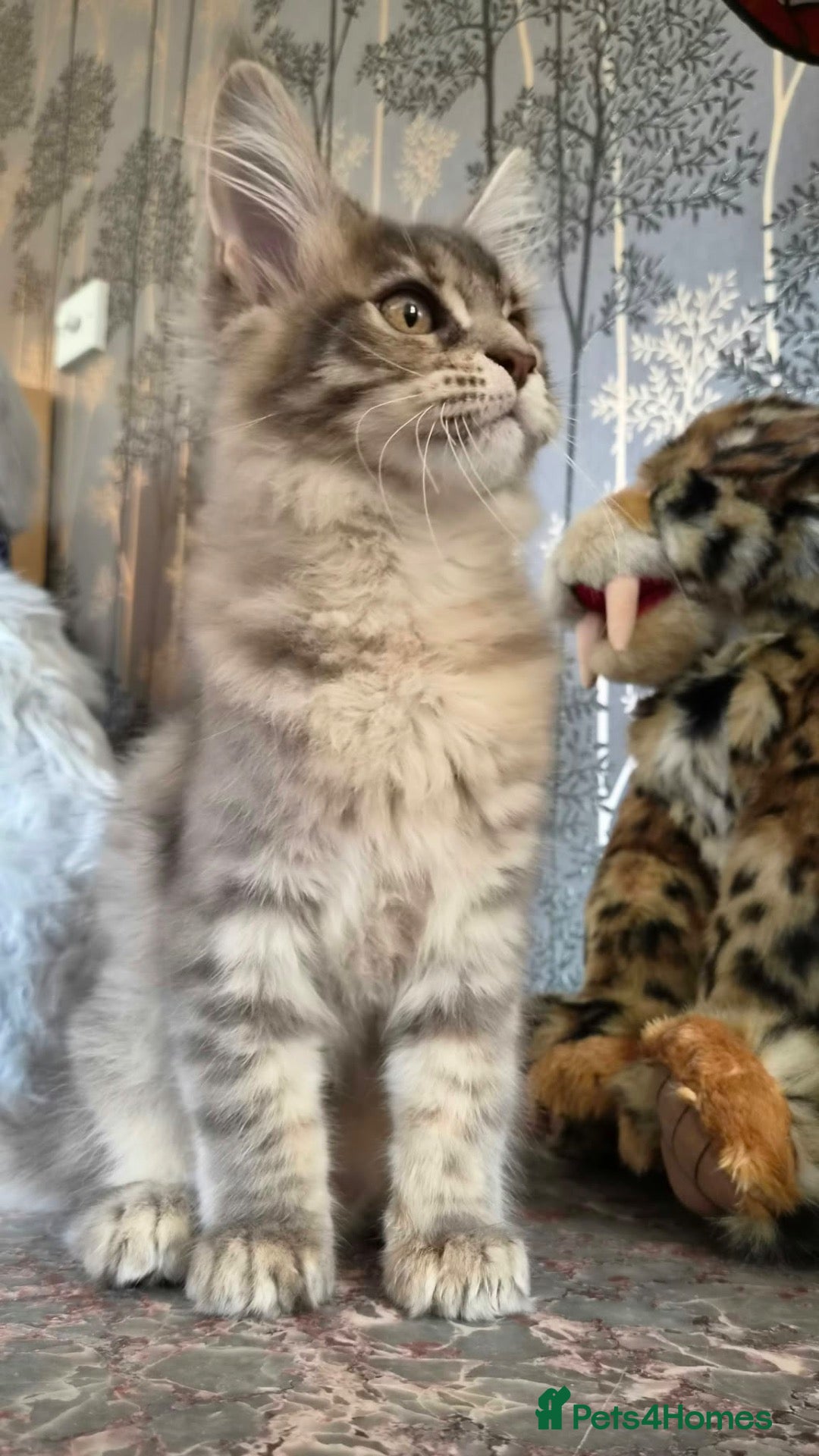 Maine Coon cats 🔥 CHAMPION RUSSIAN LINE XXL MAINE COON — EMBER 🔥 - Advert 16