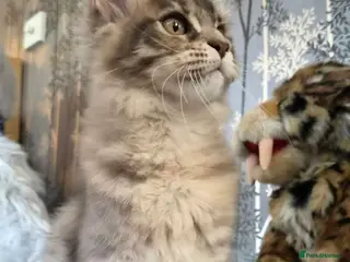 Maine Coon cats 🔥 CHAMPION RUSSIAN LINE XXL MAINE COON — EMBER 🔥 - Advert 1