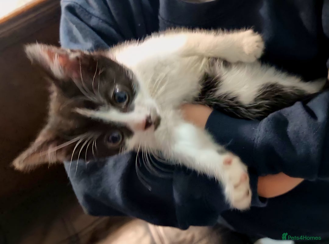 Mixed Breed cats for sale: 3x black and white kittens - Advert 3