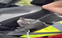 British Shorthair cats for sale: Female british shorthair - Image 4